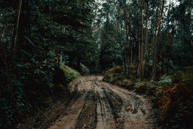 a road with trees growing around it in the middle of the forest