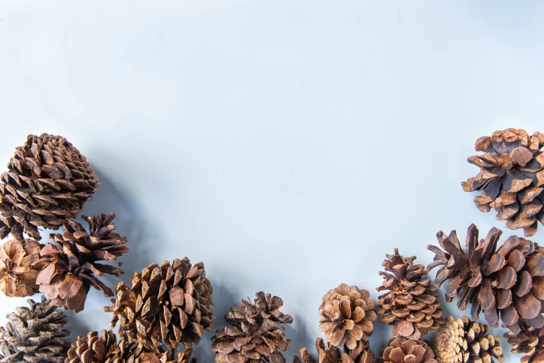 several pine cones are lined up next to each other