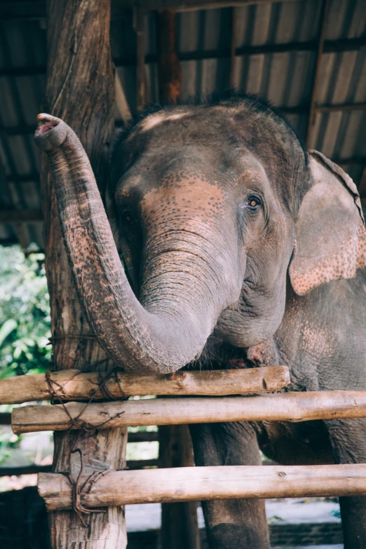 an elephant sticking its trunk over the top of the bars