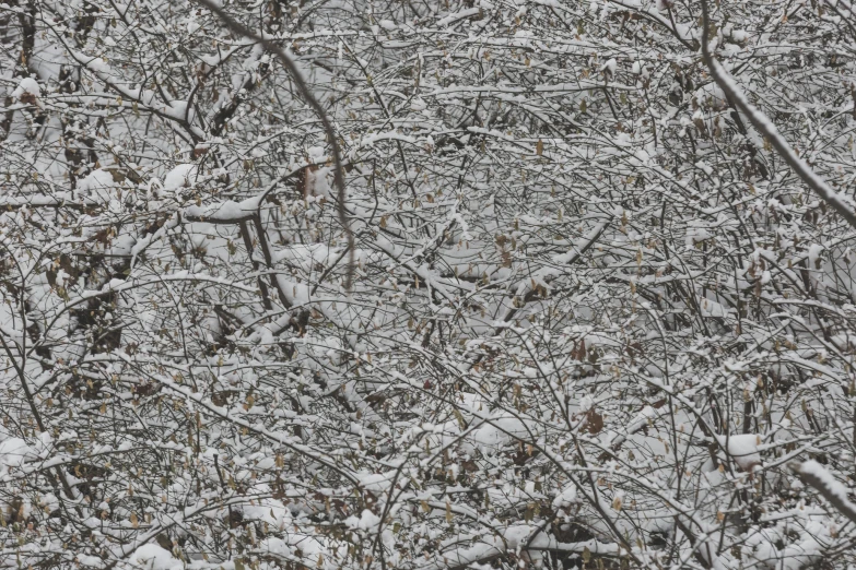 a lot of trees covered in snow covered with lots of snow