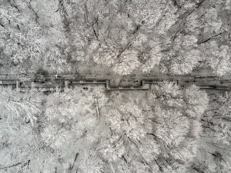 the sky is over a long line of trees