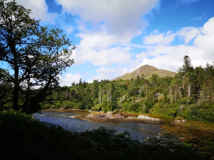 a creek surrounded by trees on a sunny day