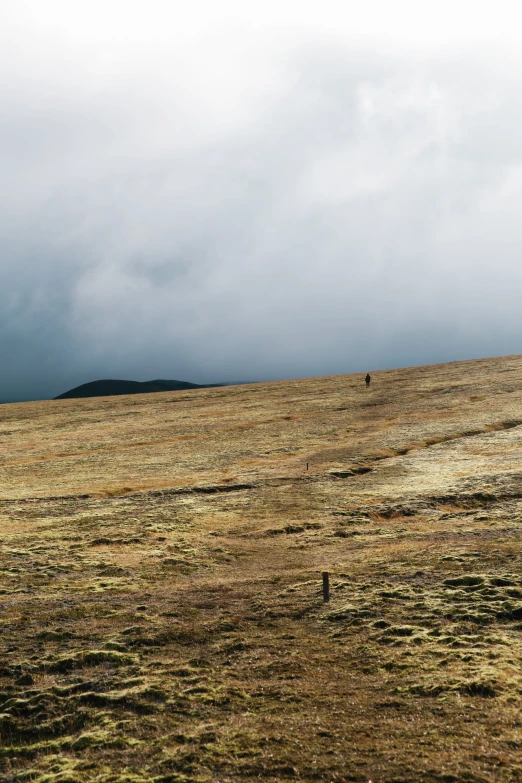 the lone horse is standing in the grass