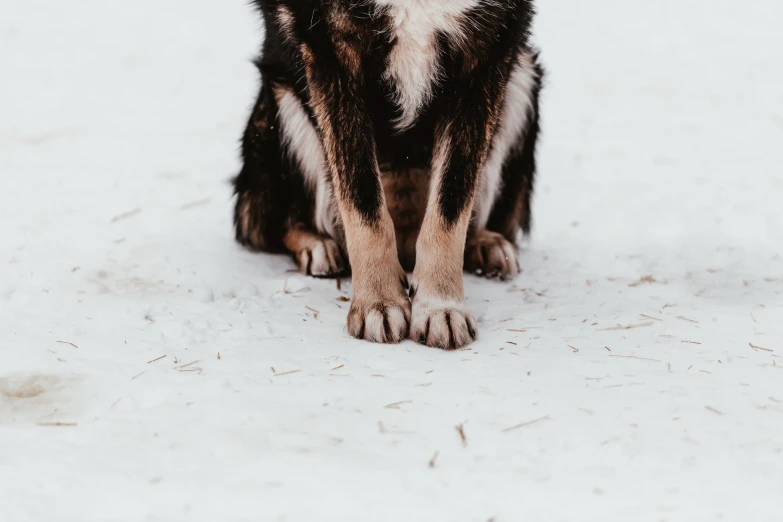 a brown and white dog sitting in the snow