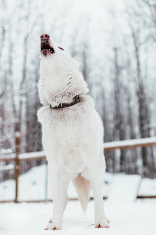 an old white dog sitting in the snow