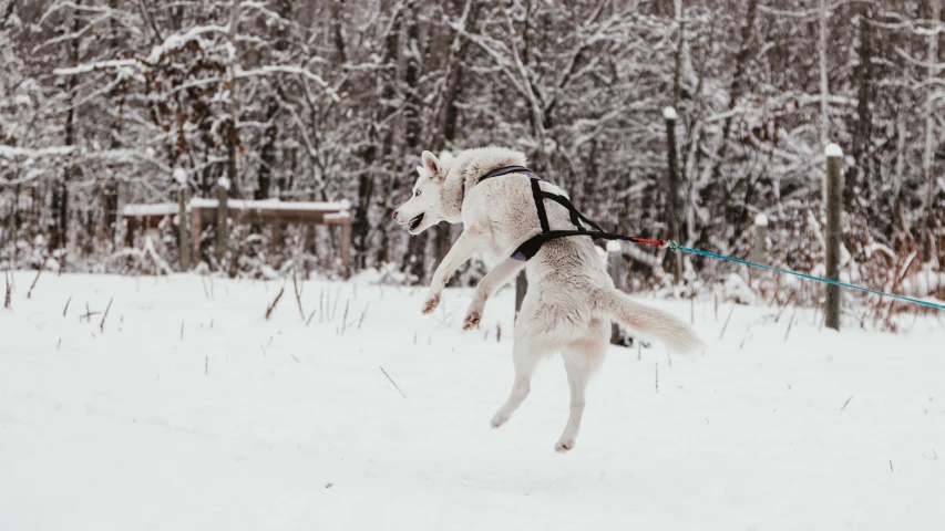 a white dog running through the snow with a leash