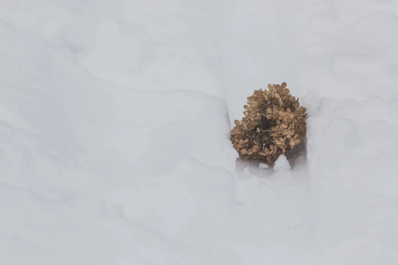 a brown flower sitting in the snow