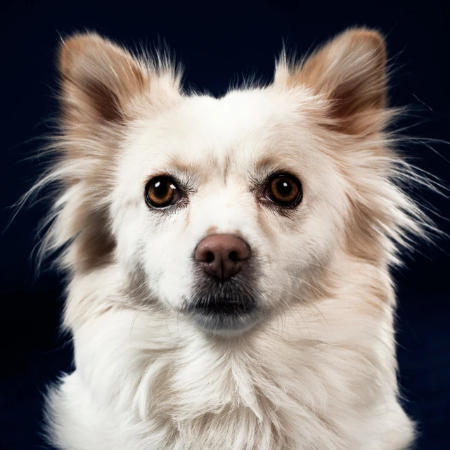 a dog looks at the camera while sitting