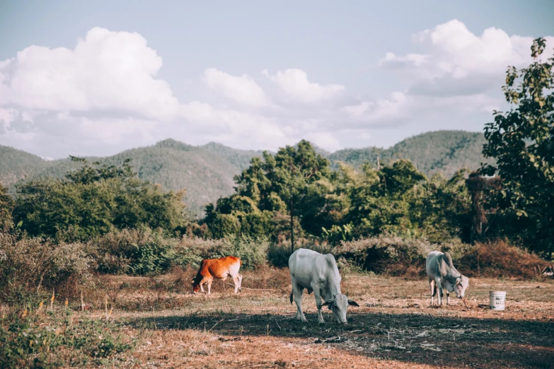 three animals in an open field with trees