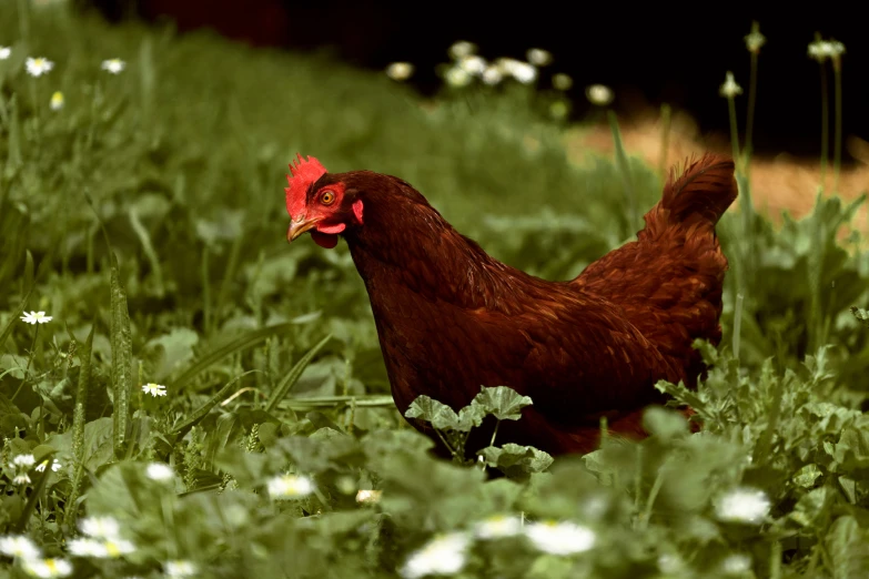 a red chicken walking through grass with flowers