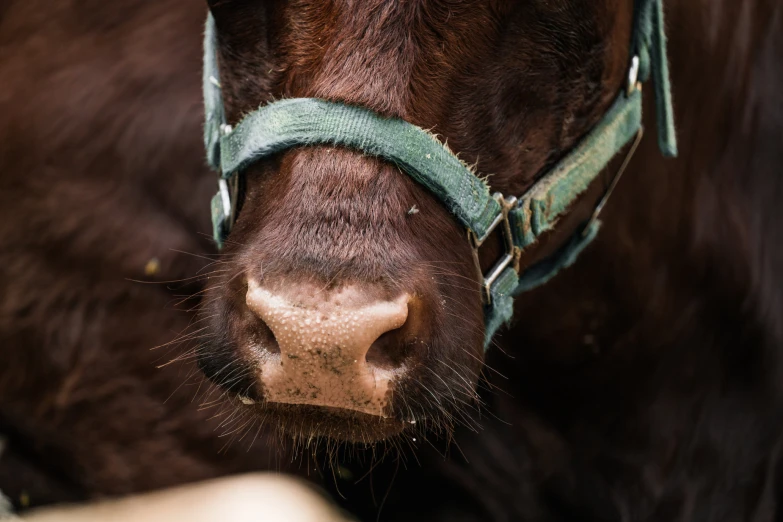 a cow is wearing a blue collar around its neck