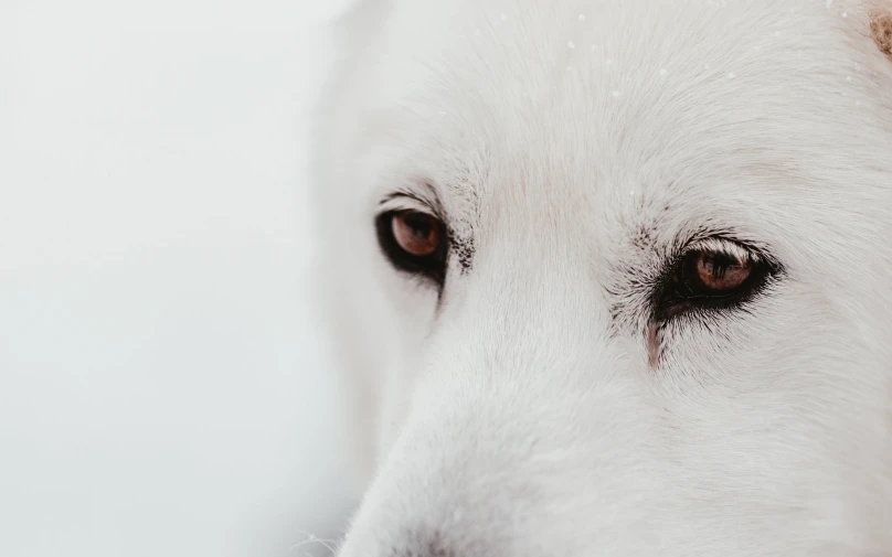 the eye of the white dog looks very menacing