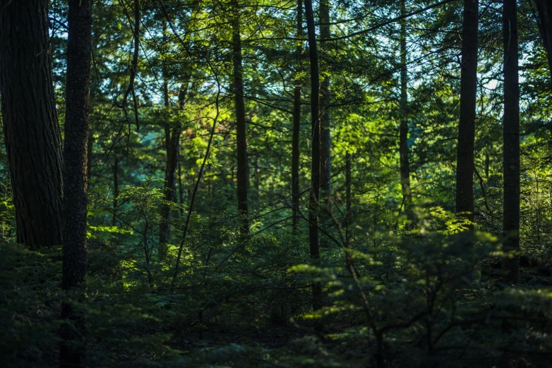 sunlight shining through the trees into a forest