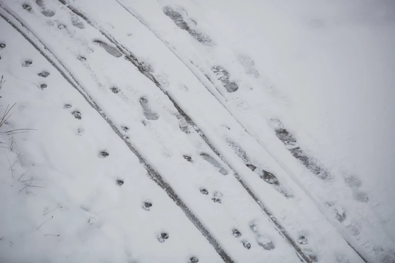 a bunch of tracks with animal prints on them are laying in the snow