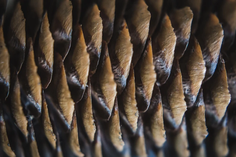 closeup image of some very big pine cones