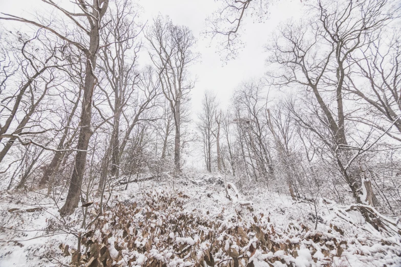 the forest is filled with lots of tall trees covered in snow