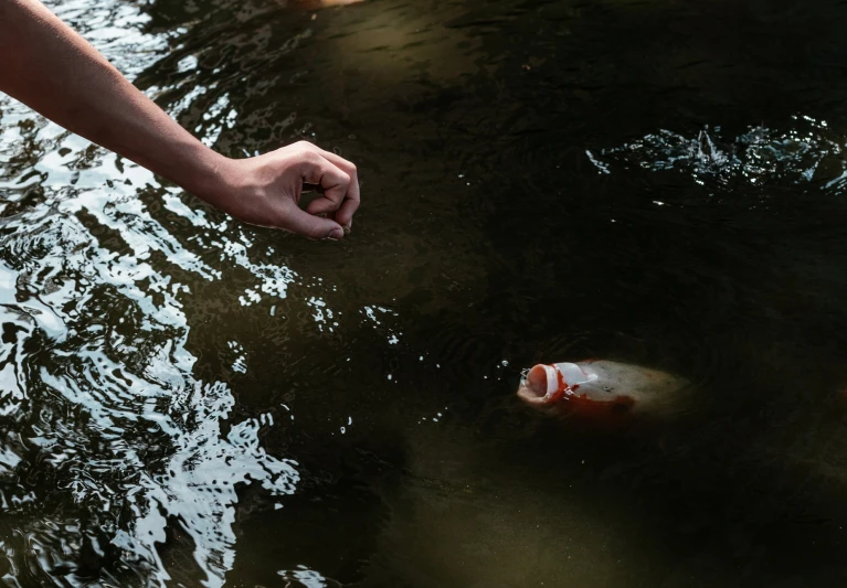 a hand reaching out to a fish in a pond