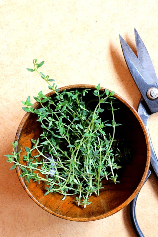 scissors are next to a bowl full of sprouts