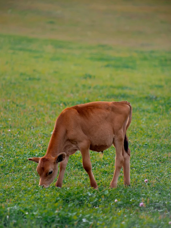 a calf in a field grazing on some grass