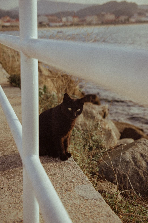 the black cat is sitting on the curb by the water