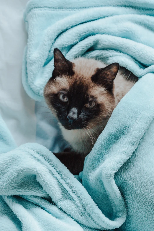 a cat sitting inside a blanket covered in a blanket