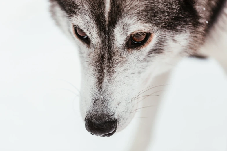 a closeup picture of a wolf's face