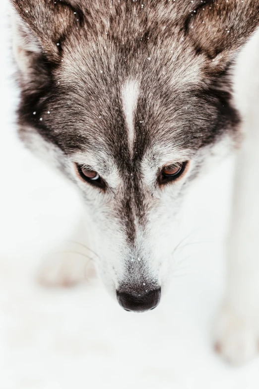 a large grey dog with his nose pressed to the side