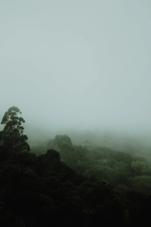 green forested trees on hillside in fog