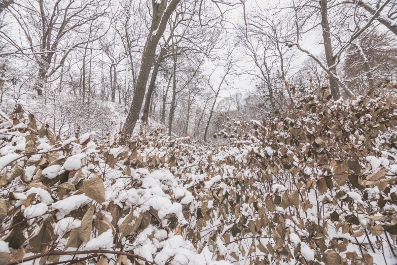 the woods are covered with snow in the winter