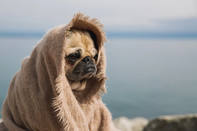 a pug dog covered in a blanket on a beach