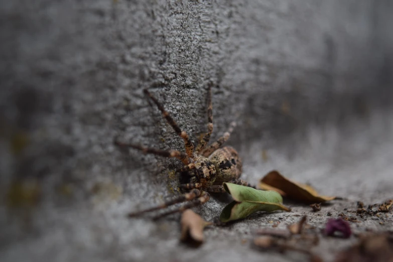 a brown spider crawling on a cement wall