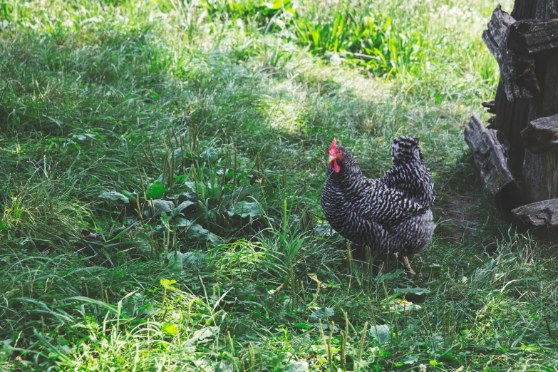 a rooster stands on the grass next to a log