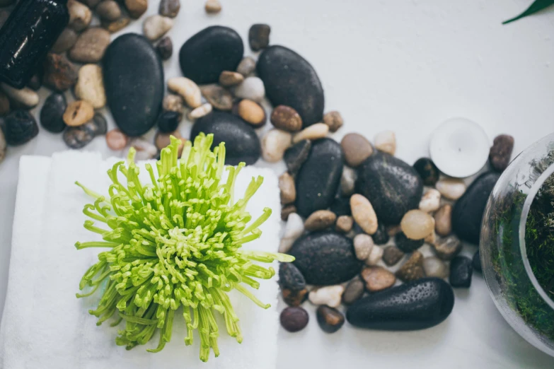 small green flower in between rocks on white towel