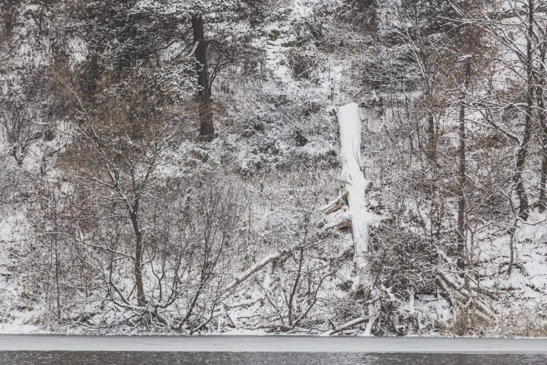 a view from the shore of a frozen lake of trees