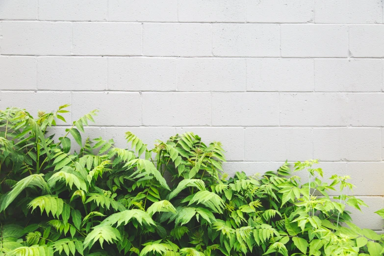 the leaves of some plants next to the wall