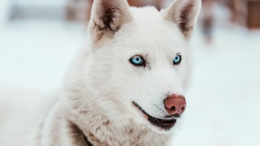 a dog with blue eyes is looking into the camera