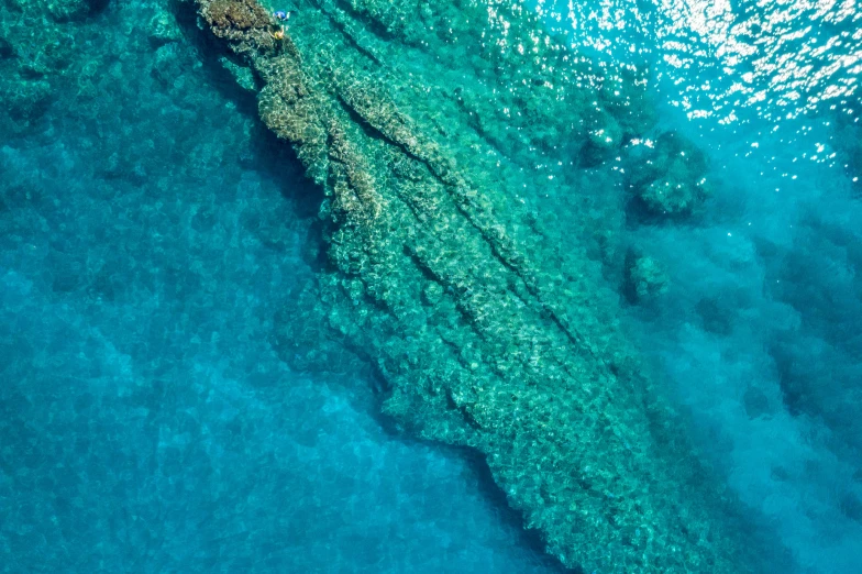 a large group of fish swimming in the water