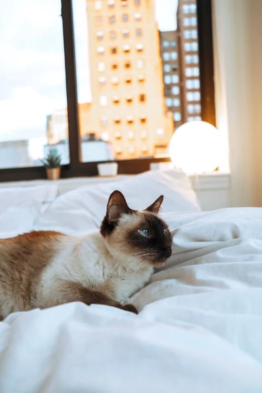 a cat lays on a bed in front of a window