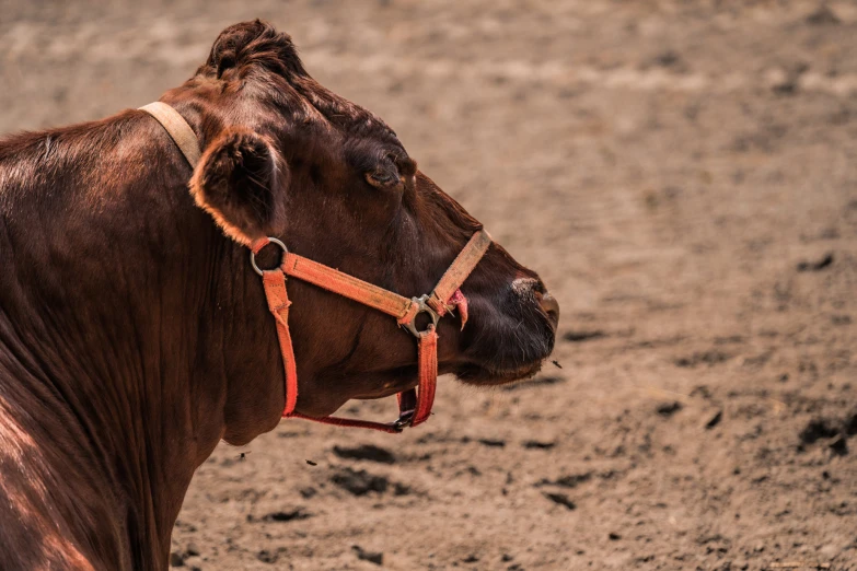 an adult cow wearing a brown and red bridle