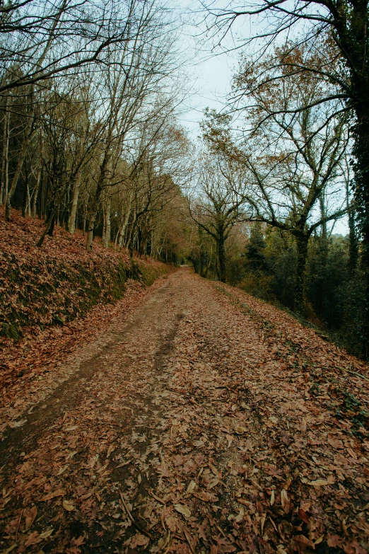 the leaves and nches on the ground are dead