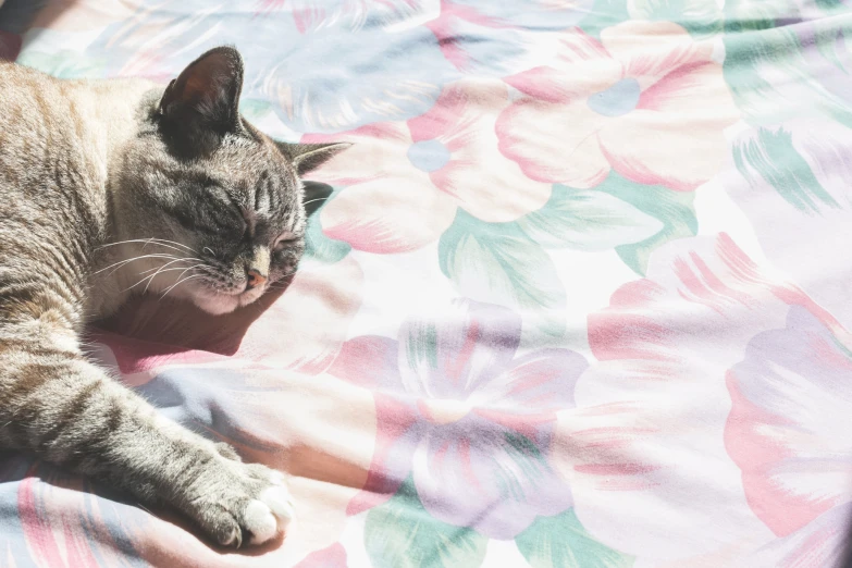 a cat is laying on a bed near the pillow