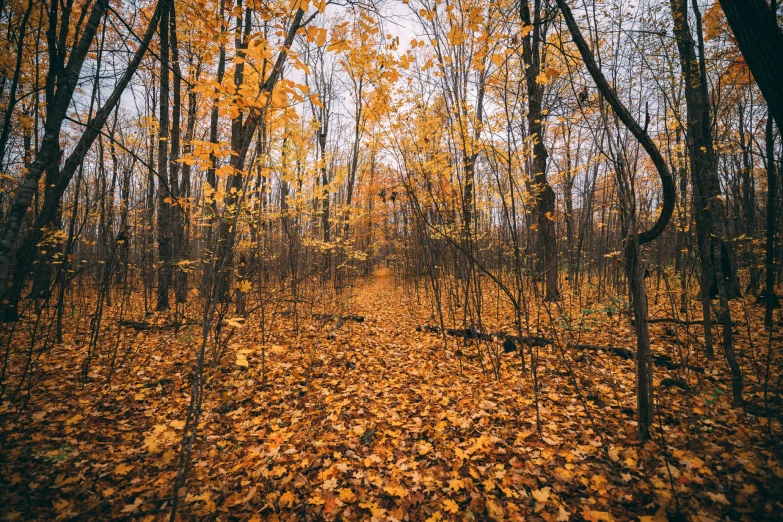 a pathway is lined with trees in the fall