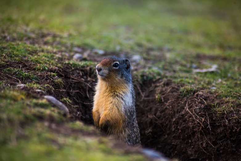 a ground squirrel peeking out of the ground