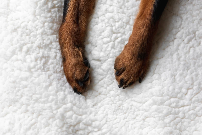an animal's paw and legs sitting on a white blanket