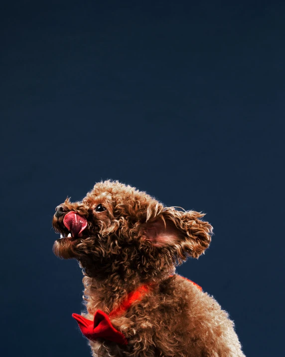 a brown dog with a red collar and tongue sticking out