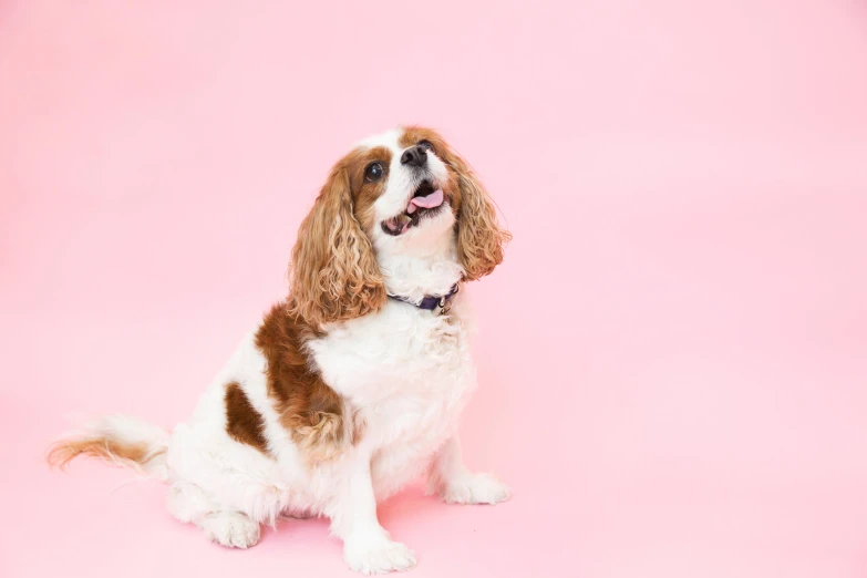 a close up of a small dog with a tongue hanging out