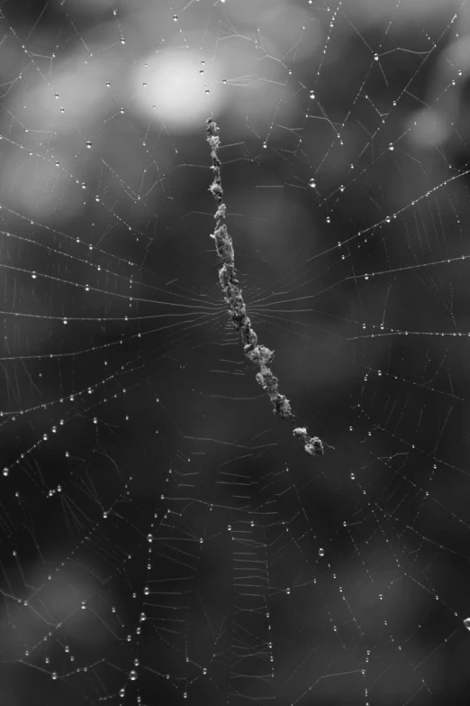 a spider web with multiple spots on it