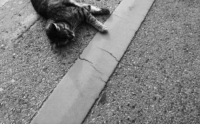 a cat laying on top of a paved road
