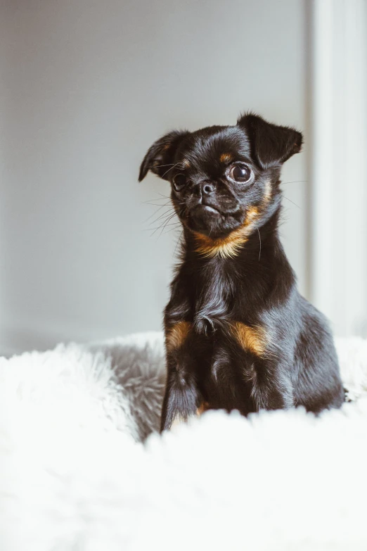 a small dog is sitting on a blanket