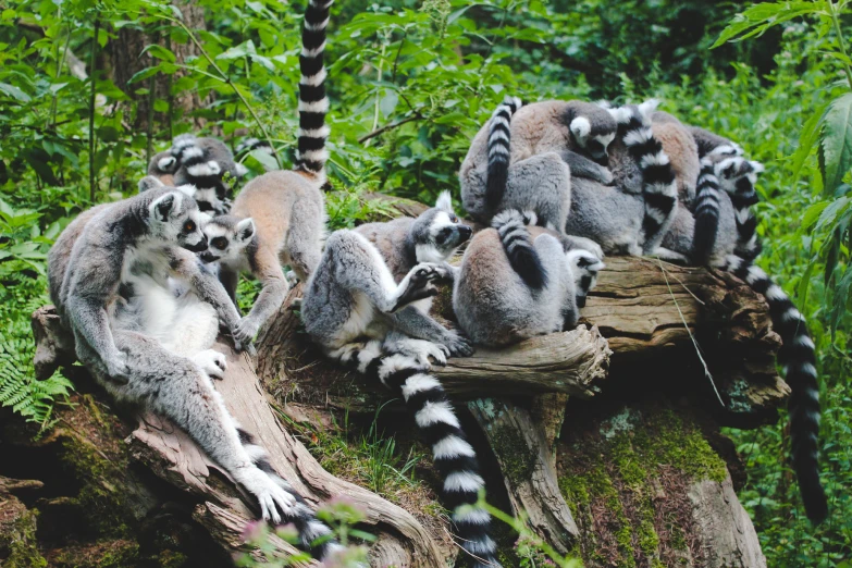 lemurs sitting on logs in the forest